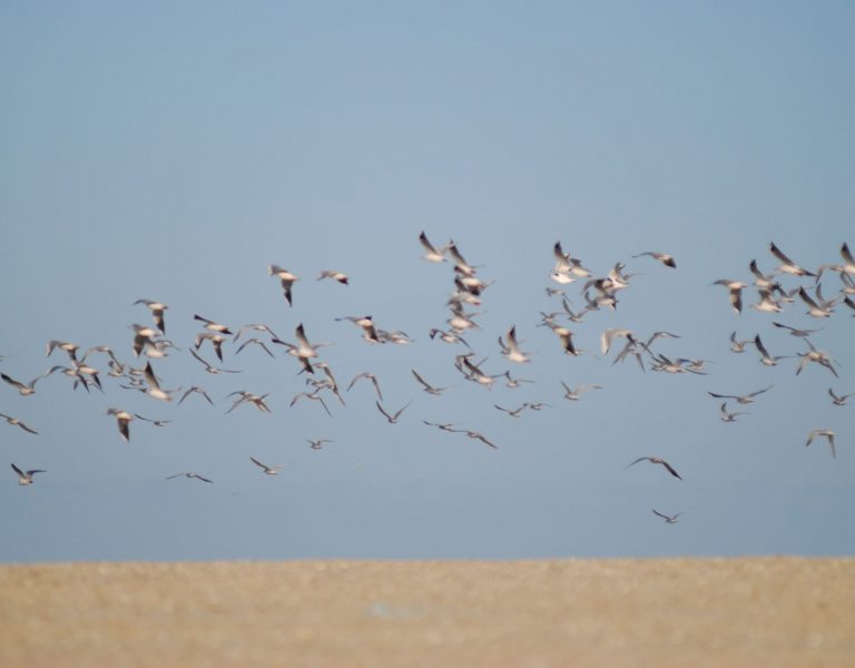 Aves en la playa2 (1)